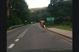 Świeradów - Zdrój: Galopujący koń na ulicach kurortu