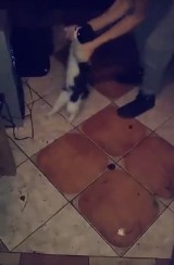 Grudziądzanin znęcał się nad kotem, a nagranie udostępniał w internecie