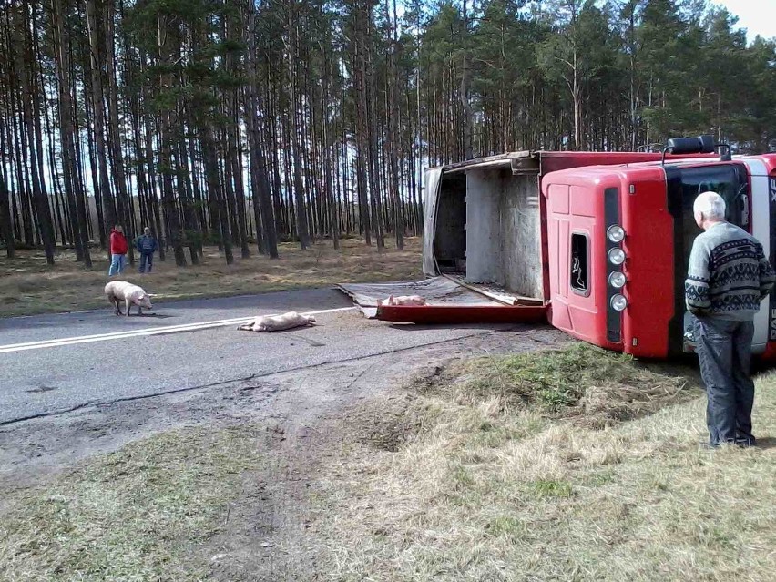 Sporysz, Brzezie. Przewróciła się ciężarówka wioząca trzodę chlewną, zginęło ponad 80 zwierząt