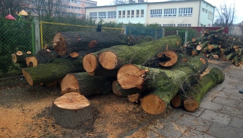 Wycinka jest konieczna do rozpoczęcia budowy tunelu...