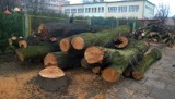 Wycinka drzew na Niciarnianej w Łodzi konieczna do budowy tunelu drogowego [ZDJĘCIA]