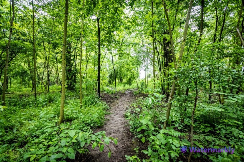 Park Grzegórzecki w Krakowie to przepiękny teren zielony nad...