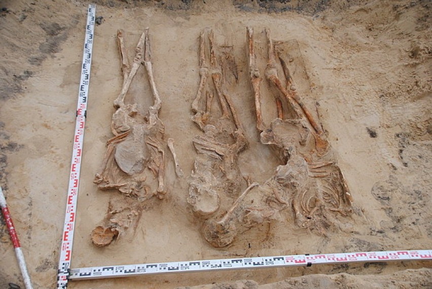 W Jędrzejowie podczas prac budowlanych przy ulicy Kadłubka znaleziono… szkielety