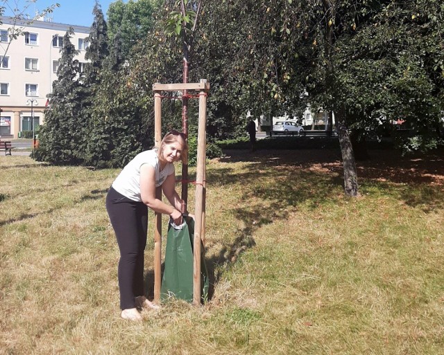 Renata Knap zastępca prezydenta Stalowej Woli, montuje worek z wodą  przy drzewie