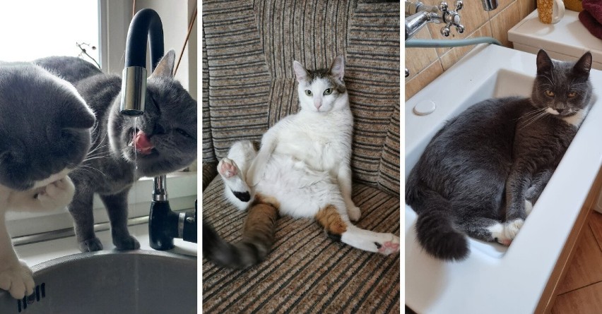 Otrzymaliśmy ponad 1000 zdjęć od Czytelników. Oto Wasze ukochane kociaki! [zdjęcia]
