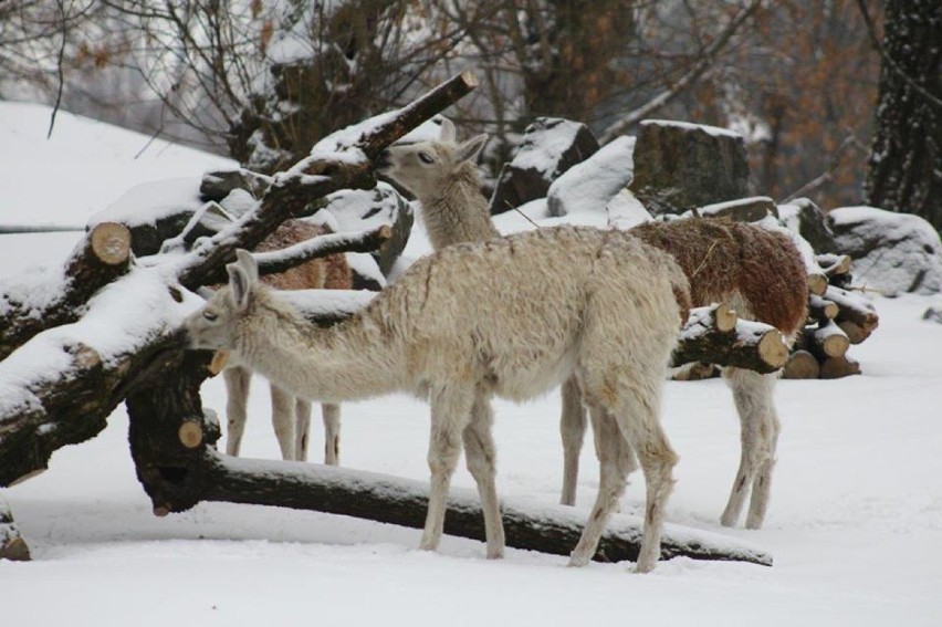 Zwierzęta w warszawskim ZOO rozrabiają na śniegu. Niektórzy...