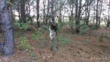 W lesie znaleziono skalp zwierzęcia wiszącego na pasach