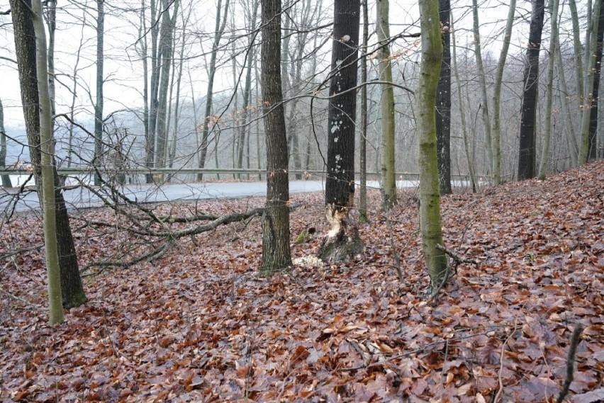 W gminie Miastko bobry nadgryzały drzewa przy drodze...