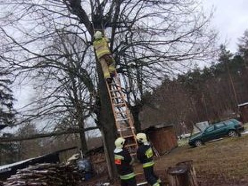 Druhowie OSP w Starym Targu uratowali kota, który utknął na drzewie! ZDJĘCIA