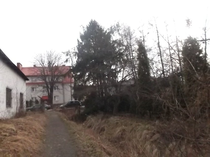 Masakra starych drzew na osiedlu Olszyny w Andrychowie 4 III 2017