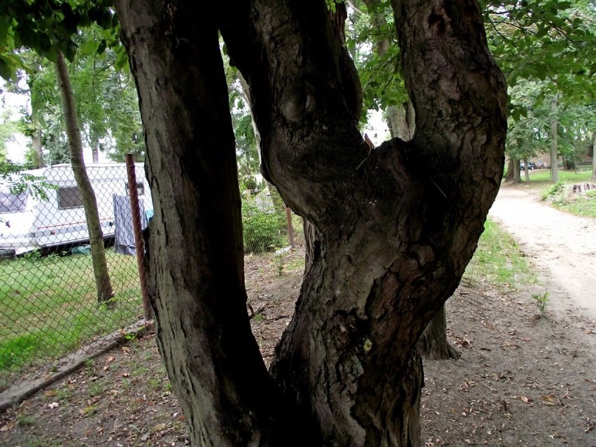 Jaki los czeka zbąszyńskie stare graby? Park miejski w Zbąszyniu