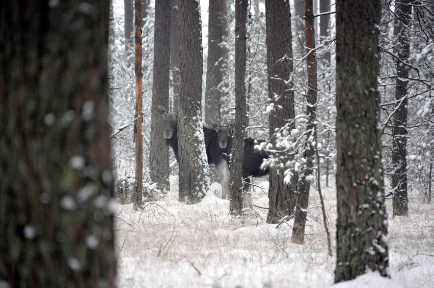 Klępa z młodym łosiem spacerowała w pobliżu Borska. To coraz częstszy widok w kaszubskich lasach