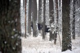 Klępa z młodym łosiem spacerowała w pobliżu Borska. To coraz częstszy widok w kaszubskich lasach