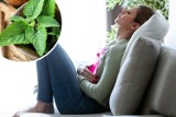 Zioła na PMS. Napary z tych roślin łagodzą ból brzucha i wahania nastroju. Jakie herbatki pić przy objawach napięcia przedmiesiączkowego?