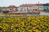 Olkusz. W centrum miasta królują bratki i tulipany. Pojawią się też róże [ZDJĘCIA]