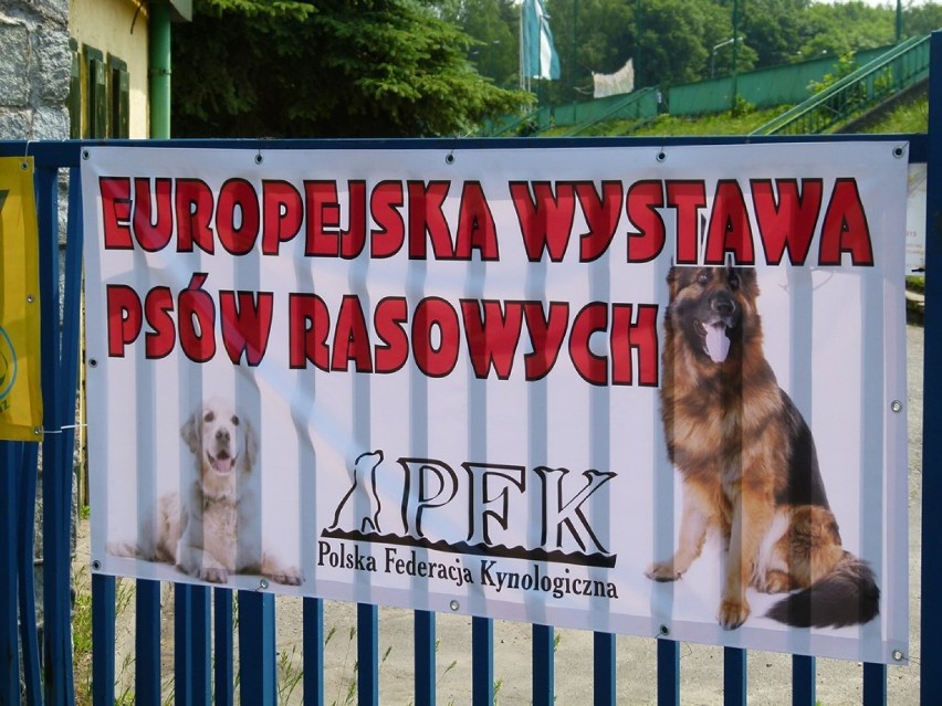 Europejska wystawa psów rasowych w Sieradzu. Impreza odbyła...