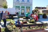 Kwiaty na Placu Wolności w Sępólnie Krajeńskim wreszcie się pojawiły. Rynek nabrał kolorów dzięki seniorom [zdjęcia]