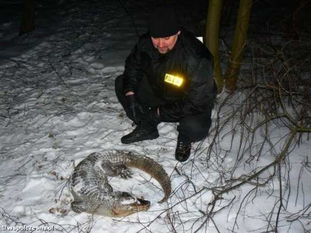 Blisko półtorametrowej długości aligatora znalazł w lesie ...