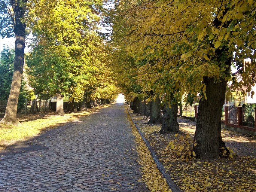 ZOBACZ złotą polską jesień na terenie powiatu nowotomyskiego