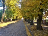 ZOBACZ złotą polską jesień na terenie powiatu nowotomyskiego [ZDJĘCIA]