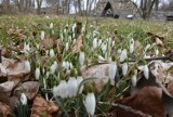 Pierwsze oznaki wiosny w człuchowskim parku i jego otoczeniu. Kwitną przebiśniegi, wierzby i leszczyna [ZDJĘCIA]