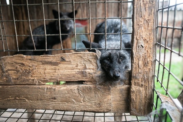 Kilkadziesiąt zwierząt zostało zabitych i ułożonych w klatkach, a kilkadziesiąt kolejnych, jeszcze żywych lisów i dwa jenoty, było zamkniętych w klatkach.