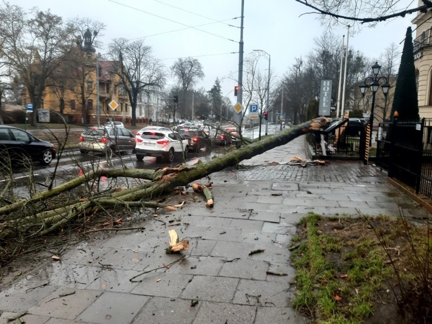 Powalone drzewa w mieście po wichurze 17.01.2022