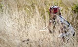 Bielawa: Ola mistrzynią w kolarstwie górskim