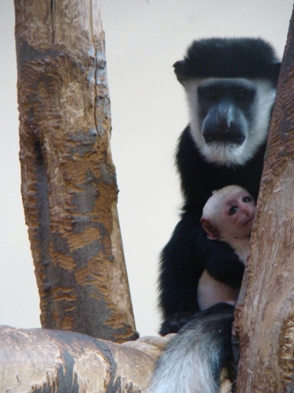 Małpa gereza abisyńska urodziła się w chorzowskim zoo [ZDJĘCIA]