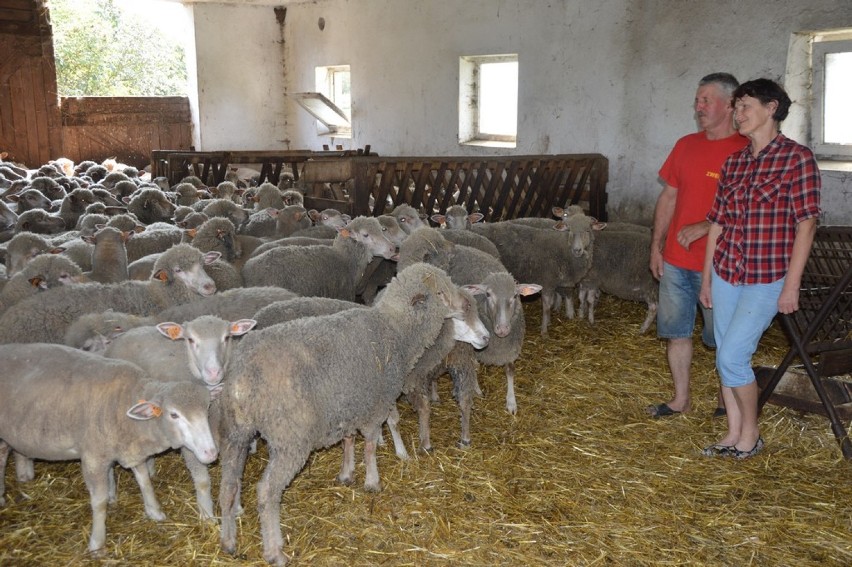 Stawiszyńscy przyznają, że owce jako zwierzęta hodowlane są...