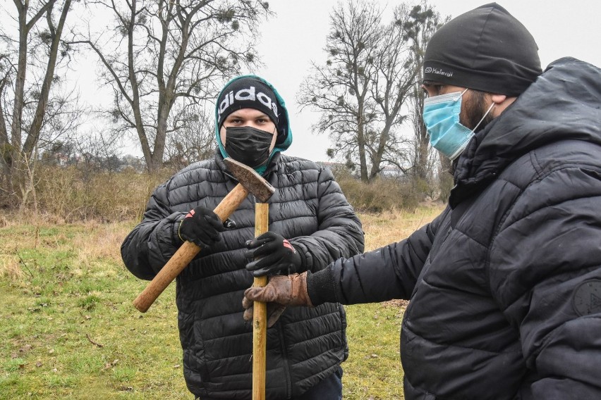 Szamotuły. Eko Patrol działa! Akcja palikowania młodych drzewek zakończyła się sukcesem!