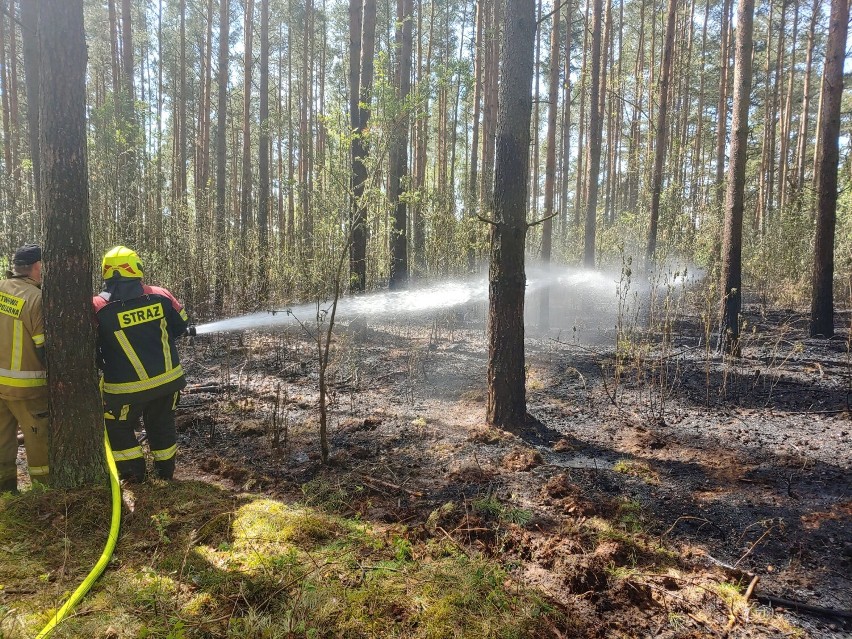 Pożar lasu w Juszkowie