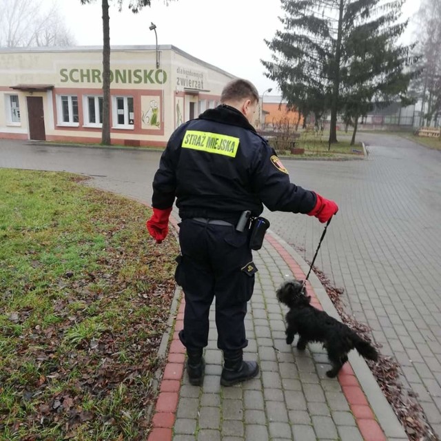 Strażnicy miejscy z Inowrocławia przy ulicy Marcinkowskiego zastali psa przywiązanego na smyczy do ogrodzenia.

- Według relacji mieszkańca, który nam to zgłosił, pies miał być przywiązany przez całą noc - zdradzają strażnicy miejscy 

Piesek był bardzo zaniedbany. Funkcjonariusze przetransportowali psa do schroniska dla bezdomnych zwierząt.