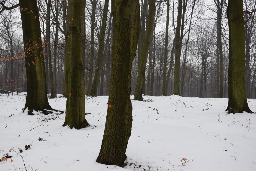 Lasy Murckowskie w Katowicach