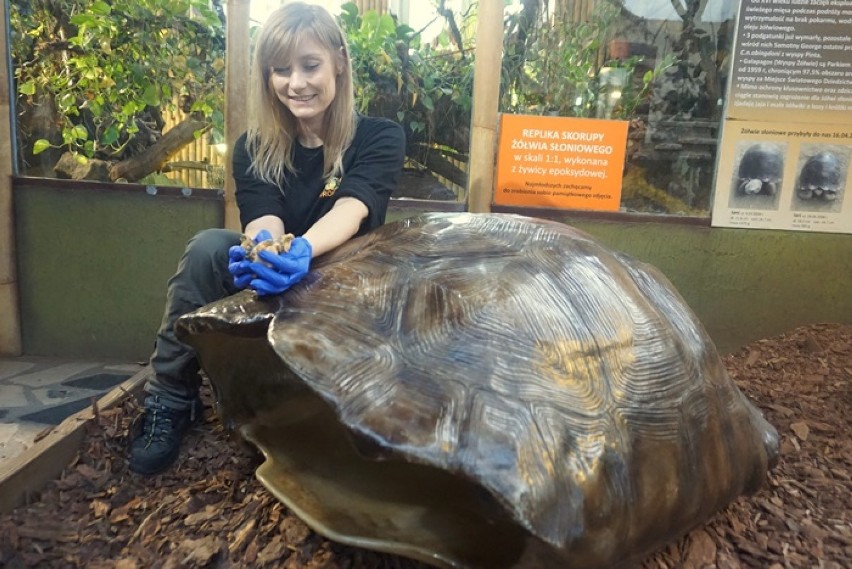 22 żółwie przyszły na świat we wrocławskim zoo. Zobaczcie zdjęcia maluchów!