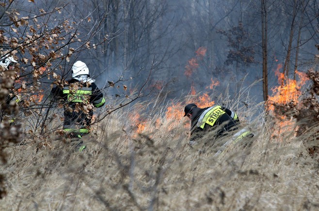 Więcej zdjęć: Na Przybyszewskiego płonęły trawy [ZDJĘCIA]