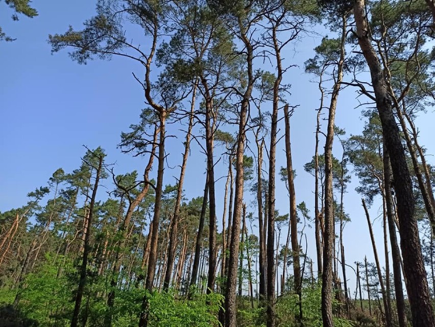 Nadleśnictwo Poddębice: powalone drzewa w Kamionaczu. Uwaga, dzisiaj możliwe kolejne silne nawałnice ZDJĘCIA