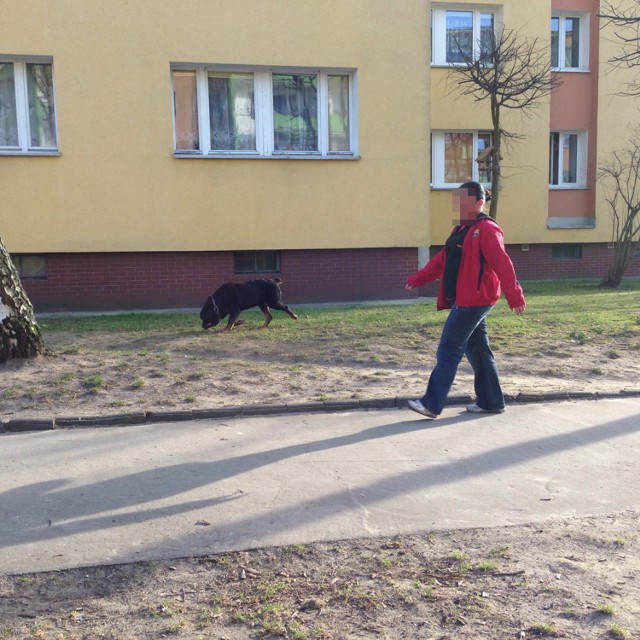 W Stargardzie na Osiedlu Zachód między blokami B6, B5 spaceruje sobie pani z rottweilerem bez smyczy!!! Na uwagi braku smyczy czy kagańca używa słów wulgarnych i twierdzi że nie jest jej potrzebna. Straż Miejska umywa ręce od  tego. Walka z tą panią trwa kilka lat. Chciałbym zauważyć, że po drugiej stronie tego bloku jest plac zabaw, gdzie bawią się dzieci i ten pies tak swobodnie sobie biega. Czy musi wydarzyć się nieszczęście aby ktoś zareagował?!