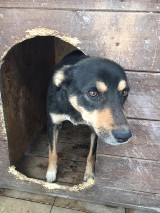 Do schroniska Azorek w Obornikach przyjechały psy z Ukrainy