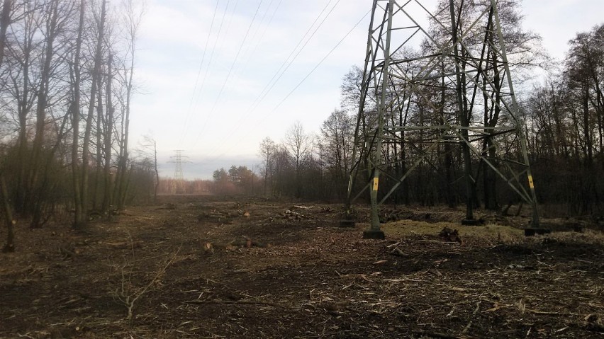 Drzewa wycięto także pod liniami energetycznymi m.in. w okolicach stawów za basenem Ruda