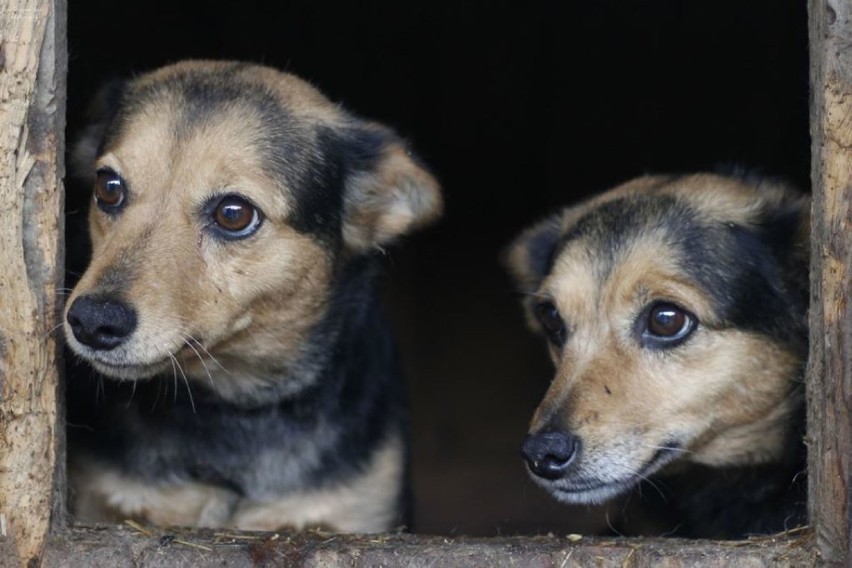 Chełmskie schronisko dla zwierząt jest przepełnione - zobacz zdjęcia piesków do adopcji