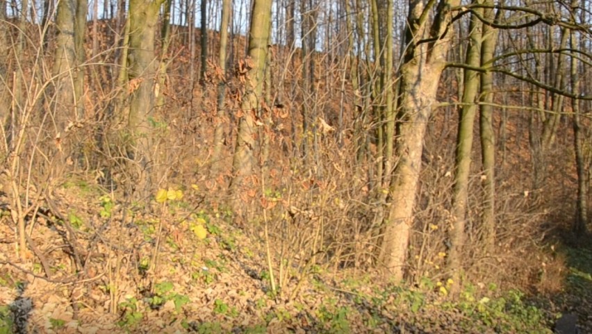 Przerażająca historia lasu w Witkowicach koło Krakowa. Gdzie są zaginieni studenci? 