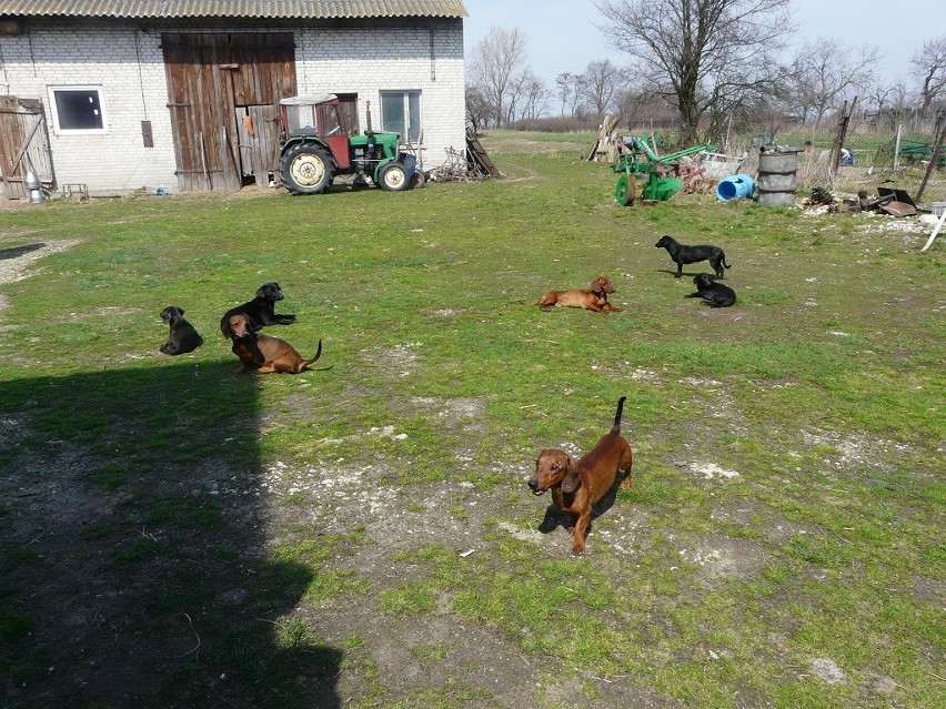 W gospodarstwie pod Wieluniem znaleziono 36 zabiedzonych psów