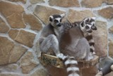 Lemury - nowa atrakcja toruńskiego Ogrodu Zoobotanicznego