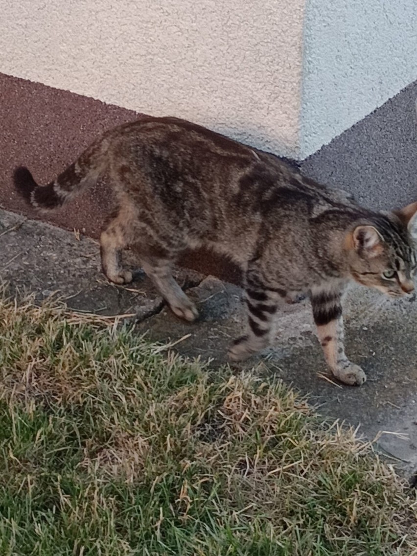 Oleśniczanie pochwalili się swoimi kotami. Są cudne!