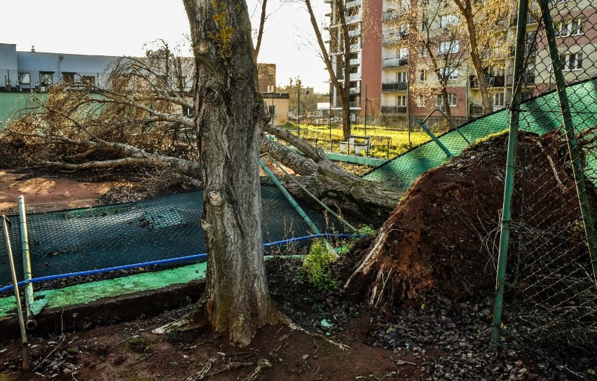 Bydgoszcz. Na Bartodziejach łamią się drzewa, konary spadają na samochody. Miasto chyba jest bezradne