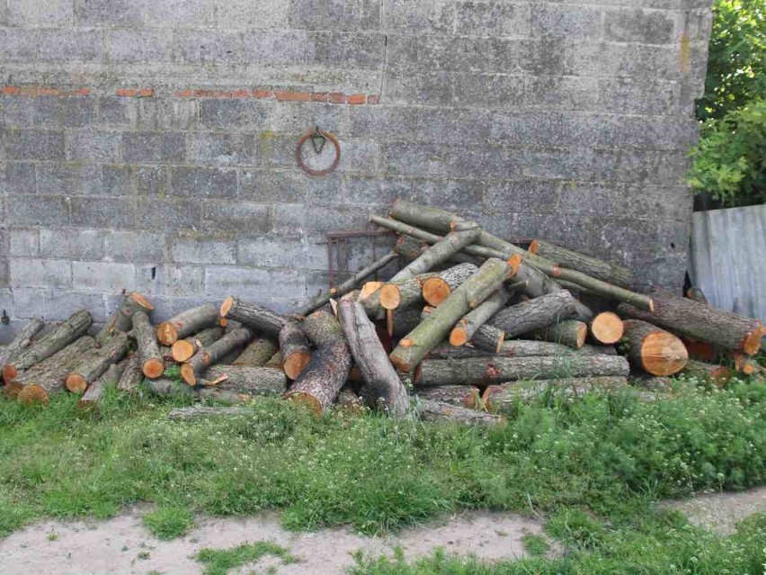 Kradzież drzewa w powiecie radziejowskim. Straty oszacowano na ponad 1100 złotych [zdjęcia]