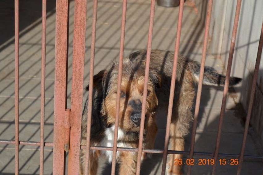 200 psów czeka na adopcję w schronisku w Jędrzejewie [ZDJĘCIA]