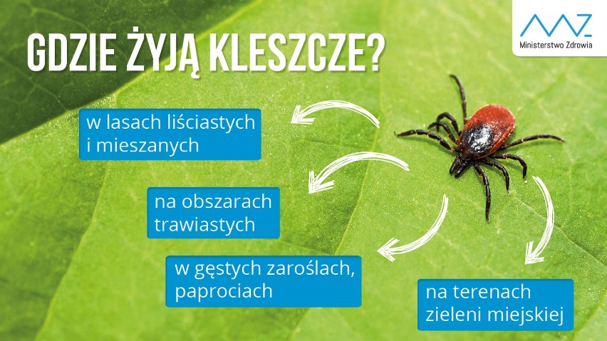 Uwaga na kleszcze: sezon w pełni. Ukłucie to groźba poważnych chorób i powikłań