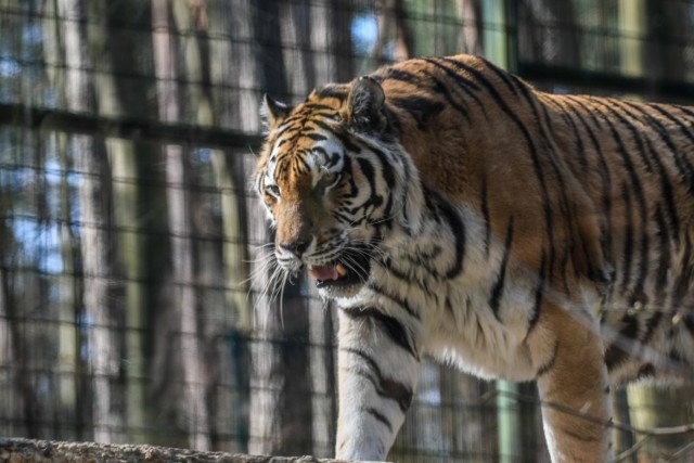 ZOO w Gdańsku w dobie epidemii koronawirusa